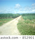 Sugar Cane field 852901
