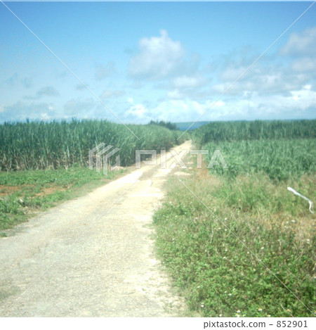 Sugar Cane field Sugar Cane field 852901