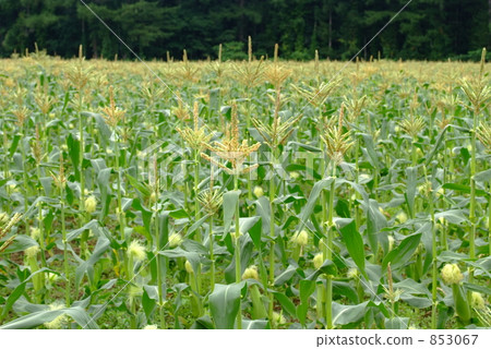 玉米水果 853067