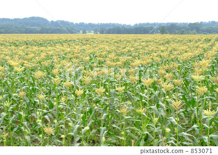 浩大的小河場 浩大的小河場 853071