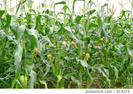 玉米水果 853074