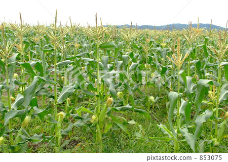 玉米水果 853075