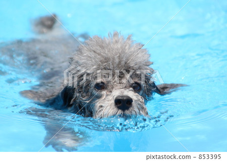 貴賓犬 貴賓狗 玩具狗 853395