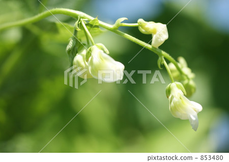 Morocco bean flowers 853480