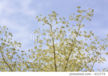 Taranoki的花朵 853774