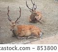 A deer 853800