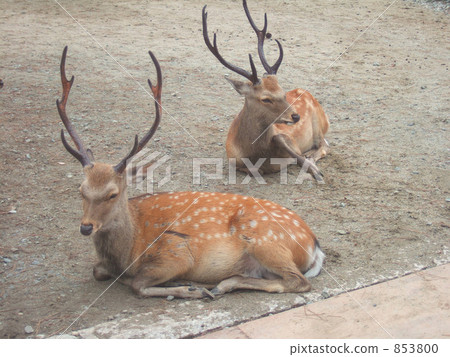 A deer A deer 853800