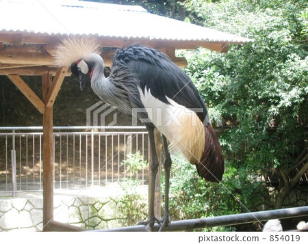 White-crowned crane 854019