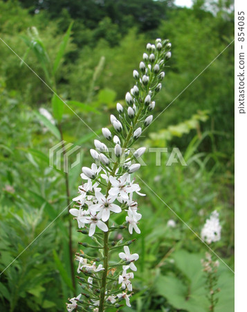 Okatrano沒有尾巴的尾巴 854085