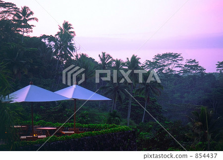 森林 樹林 巴厘島 854437