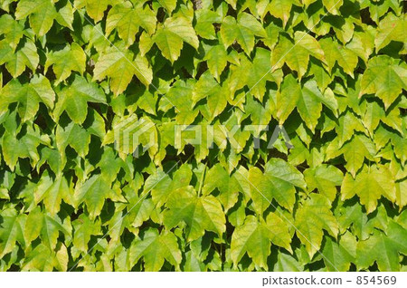 ivy, foliage, leaf 854569