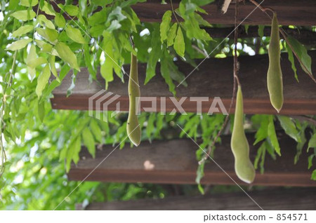 wisteria trellis, margin, fruit of fuji 854571