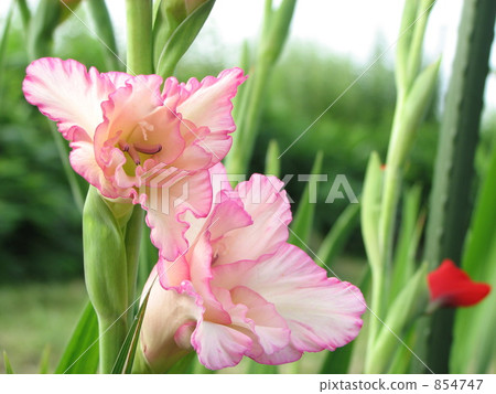 Gladiolus 854747