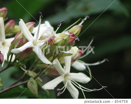 Claws close up 854759