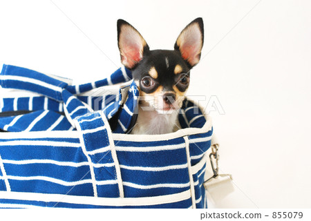 Puppy and Carry Bag Puppy and Carry Bag 855079