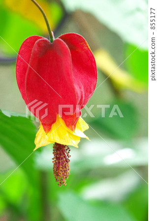 Tyrolean lamp Tyrolean lamp 855177