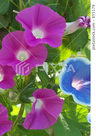  早晨的太陽 855179