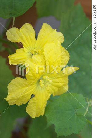 Loofah flowers 855180