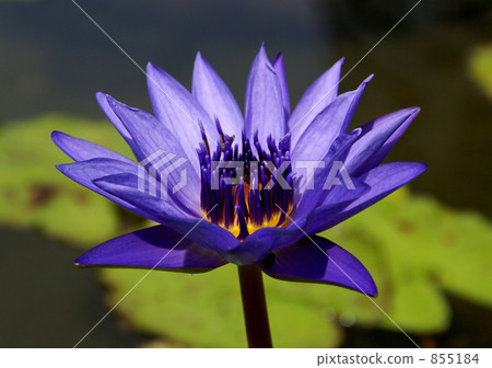 Director GT Moore Director GT Moore 855184