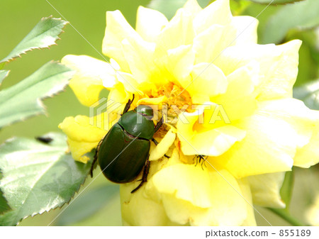 Aodogogene and a rose flower Aodogogene and a rose flower 855189