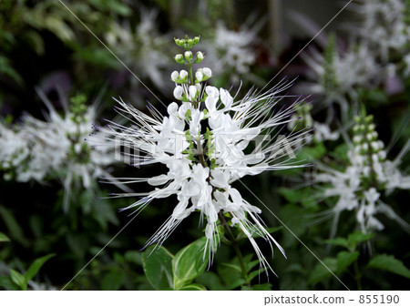 貓豆芽 貓豆芽 855190