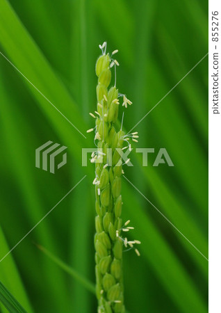 rice flower, pollinate, pollinization 855276