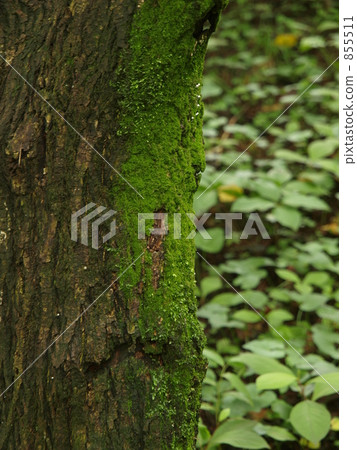 與青苔的樹 855511