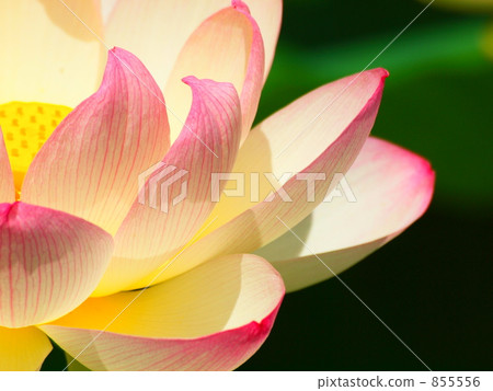 One side of lotus flower One side of lotus flower 855556