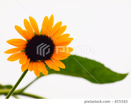 Pop sunflower Pop sunflower 855583
