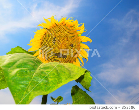 "Come on!" Sunflower "Come on!" Sunflower 855586
