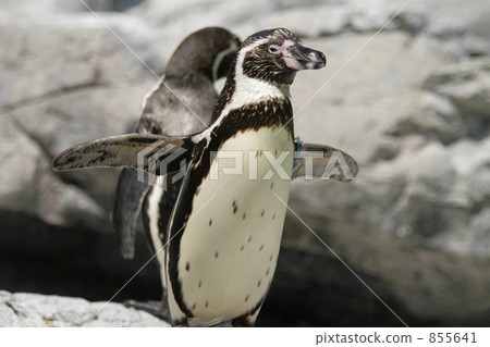 Spread the flipper Humboldt penguin 855641