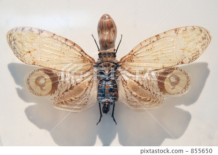 hagoromo, feather, wing 855650