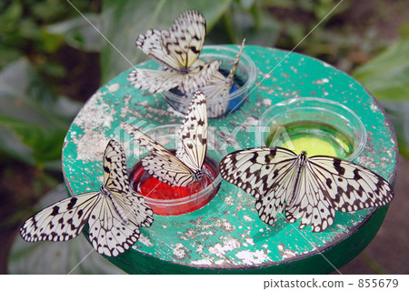 swallowtail, swallowtail butterfly, butterfly 855679