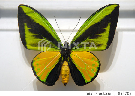 butterfly, butterflies, bug 855705