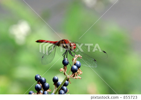 停止在分蘗性裝載果子的紅色蜻蜓彩虹 855723