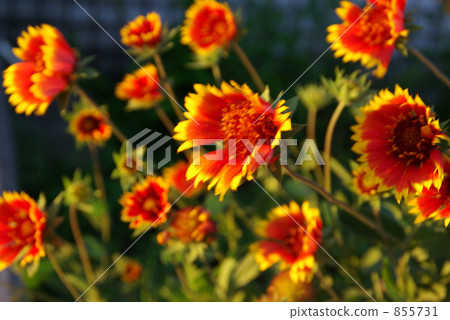 染成日落 染成日落 855731