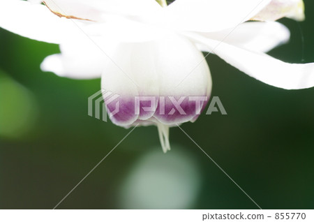 false anemone, bloom, blossom 855770