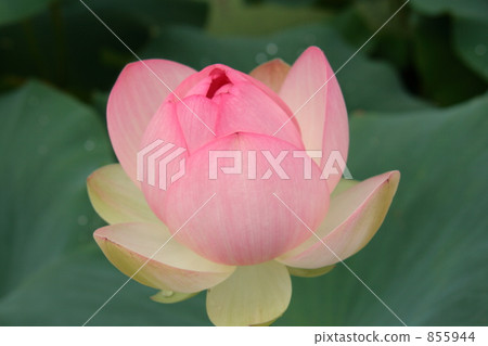 Lotus 'Mrs Slocum' Lotus 'Mrs Slocum' 855944