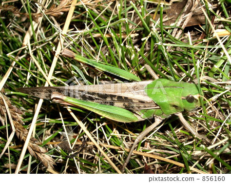 Tonosama beatta 856160