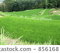 Rice terrace in the summer 856168