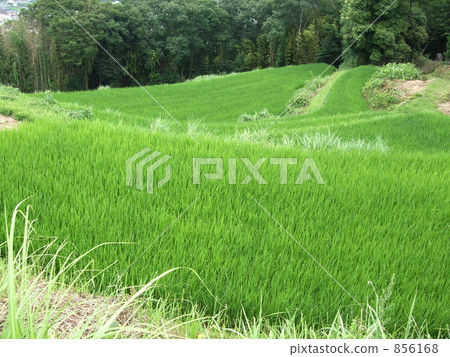 Rice terrace in the summer 856168