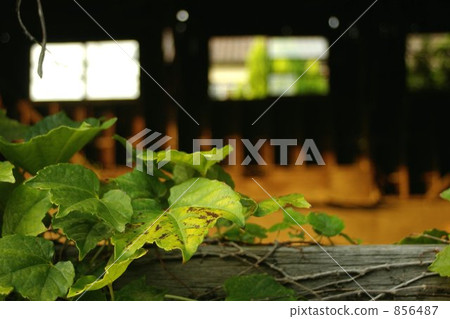 常春藤 植物 植物學 856487
