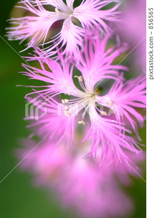 Kawaranadeshiko 856565