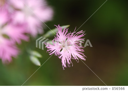 Kawaranadeshiko 856566