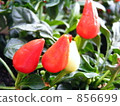 Goshiki chilies 856699