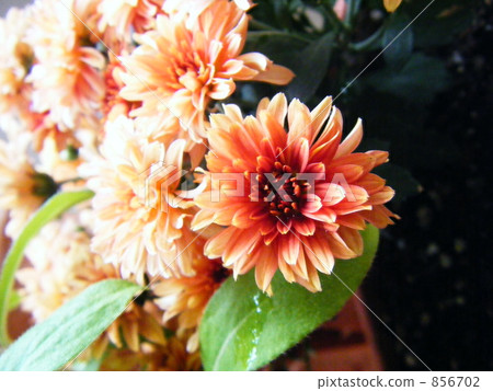 優雅2 優雅2 856702