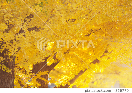 Ginkgo aki Ginkgo aki 856779