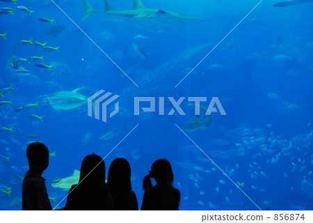 四個人 4人 水族館 856874