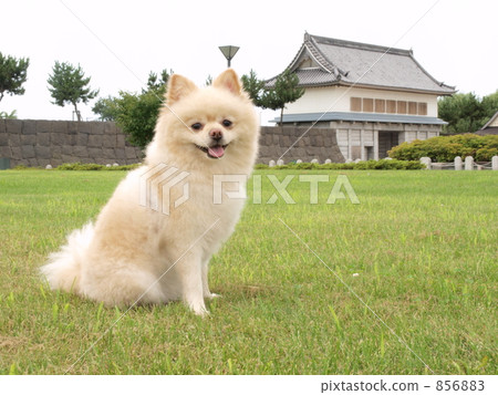 毛孩 狗 狗狗 856883