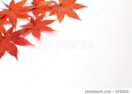 秋天的樹葉 856920